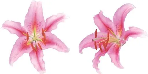 百合花免抠(3080x1551)