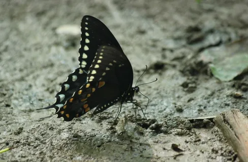 白斑点黑蝴蝶图片 白斑点黑蝴蝶图片