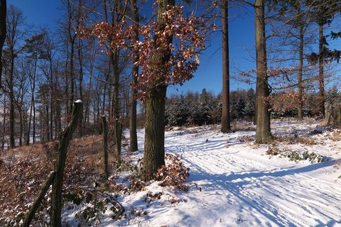 冬季树林雪景图片