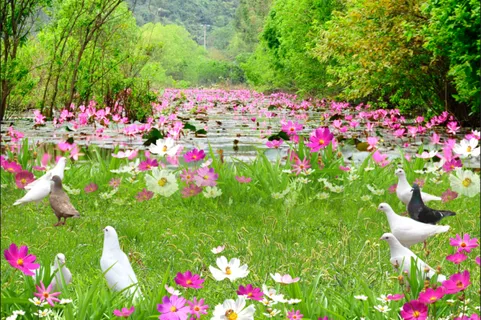 绿草花卉鸽子背景 绿草花卉鸽子背景