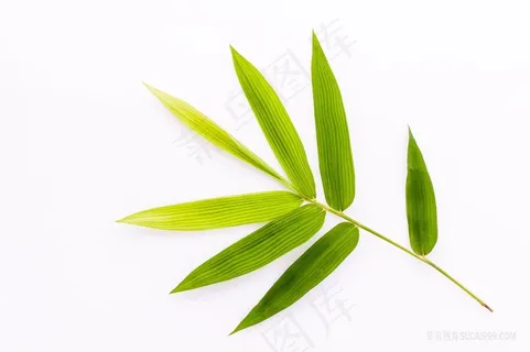 高清干净的竹叶摄影图 高清干净的竹叶摄影图
