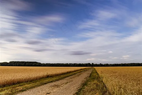 金黄的麦田风光摄影图片