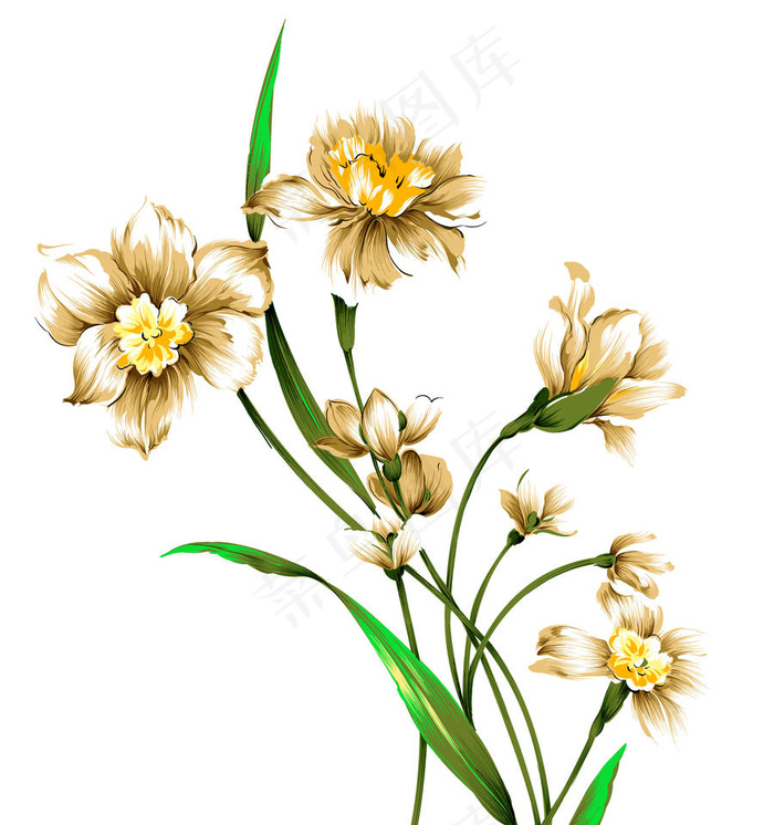 百合花图片素材