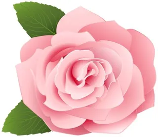 玫瑰 PNG免抠