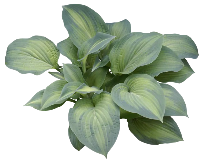 高清树木素材 免抠PSD植物素材 美术绘画园林贴图 树草灌木花草