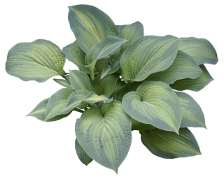 高清树木素材 免抠PSD植物素材 美术绘画园林贴图 树草灌木花草