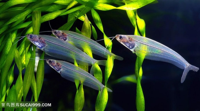 美丽的海底鱼群景色高清图