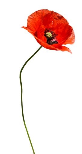 罂粟花 PNG免抠(1011x1900)