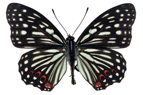 蝴蝶 彩蝶 花蝴蝶 动物 昆虫 免抠 (2)