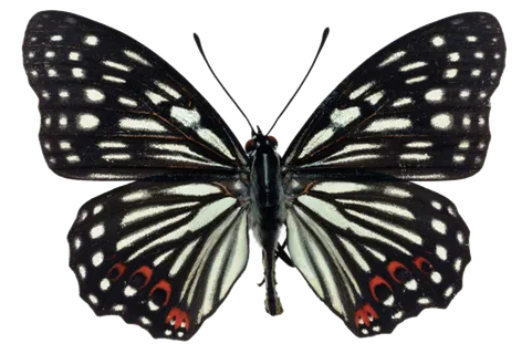 蝴蝶 彩蝶 花蝴蝶 动物 昆虫 免抠 (2)