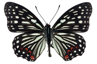 蝴蝶 彩蝶 花蝴蝶 动物 昆虫 免抠 (2)