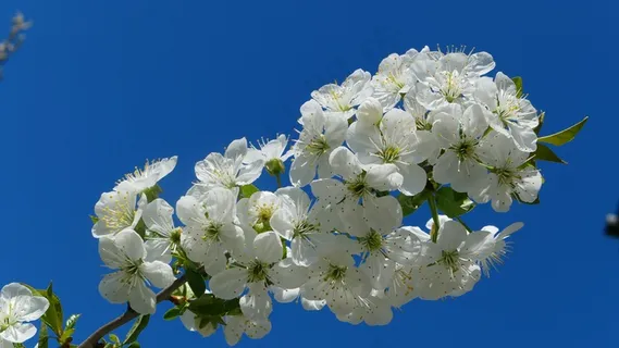 樱花枝洁白樱花图片 樱花枝洁白樱花图片