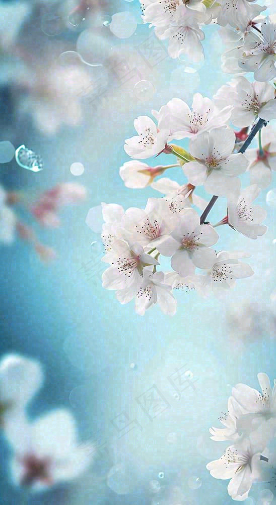 唯美清新白色鲜花，文艺新鲜浪漫情人节摄影图(816x1488)