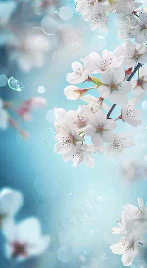 唯美清新白色鲜花，文艺新鲜浪漫情人节摄影图