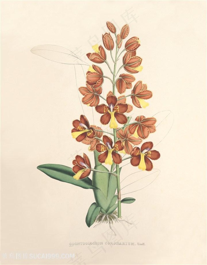 高清兰花复古装饰画