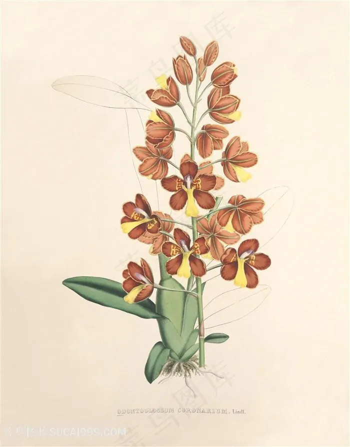 高清兰花复古装饰画