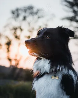 边境柯利牧羊犬图片 边境柯利牧羊犬图片