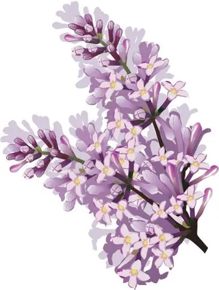 紫丁香 PNG免抠
