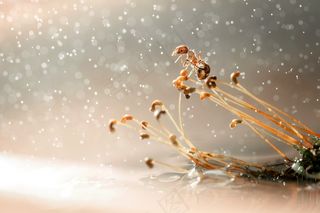 2016年8月月历图片