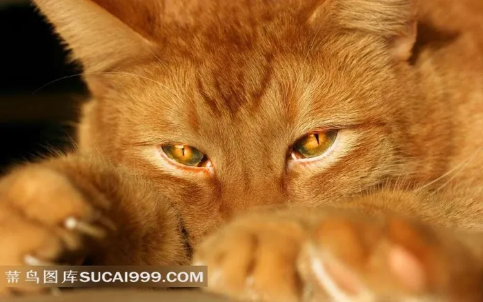 趴着的猫咪图片