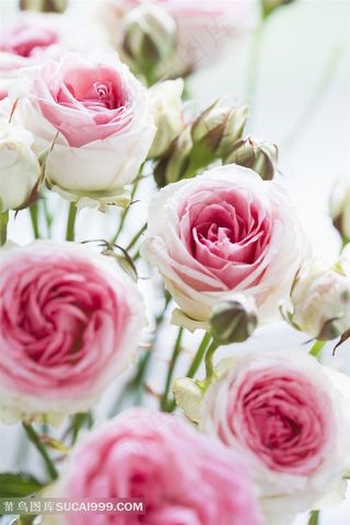 情人节粉色玫瑰花束