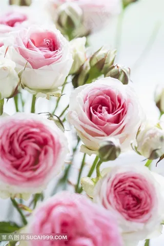 情人节粉色玫瑰花束