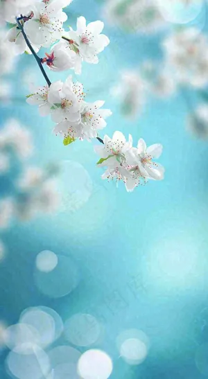 蓝色浪漫白色樱花花朵枝叶，立春惊蛰春分摄影图