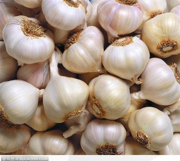 食物背景-大蒜头