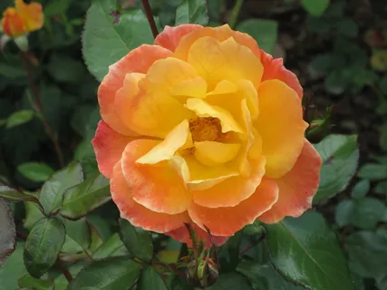 香橙花图片 香橙花图片