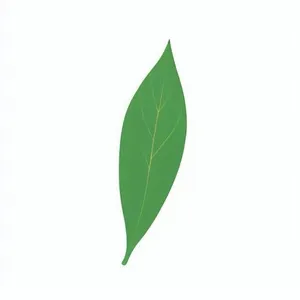 一片绿色叶子png免抠