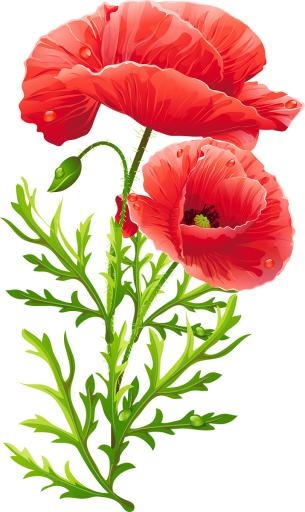 罂粟花 PNG免抠(715x1200)