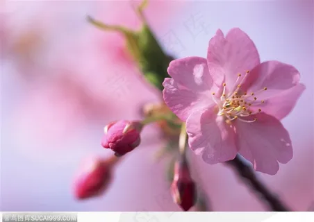 四季花木-粉色的梨花