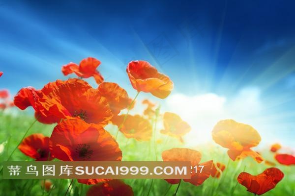 绿草丛中的罂粟花鲜花图片