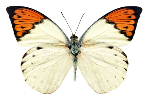 蝴蝶 彩蝶 花蝴蝶 动物 昆虫 免抠 (34)