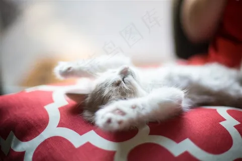 躺着睡觉的小猫摄影 躺着睡觉的小猫摄影