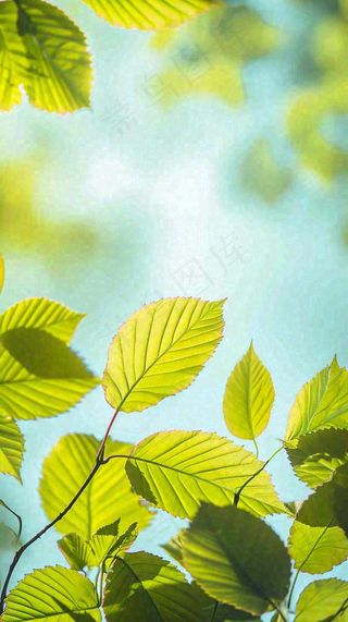 阳光明媚春天春意盎然嫩草，发芽，春分，立春摄影图