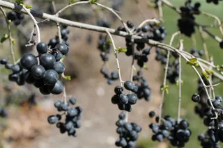 树枝上黑色浆果图片