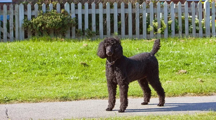 贵宾犬图片 贵宾犬图片