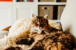 长毛玳瑁色缅因猫图片