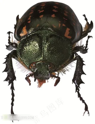 一只绿色红色斑点的甲壳虫