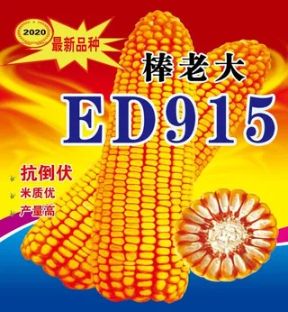 玉米种子海报