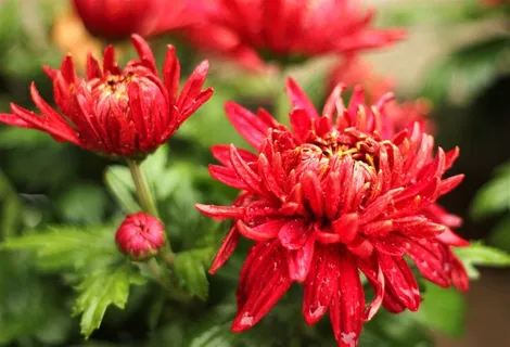 鲜花系列各种颜色的菊花摄影图片