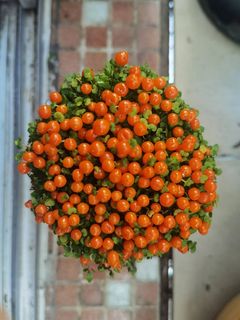 多肉红果珍珠橙