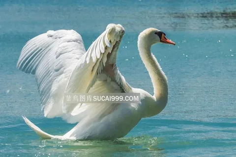 动感美丽天鹅特写图 动感美丽天鹅特写图