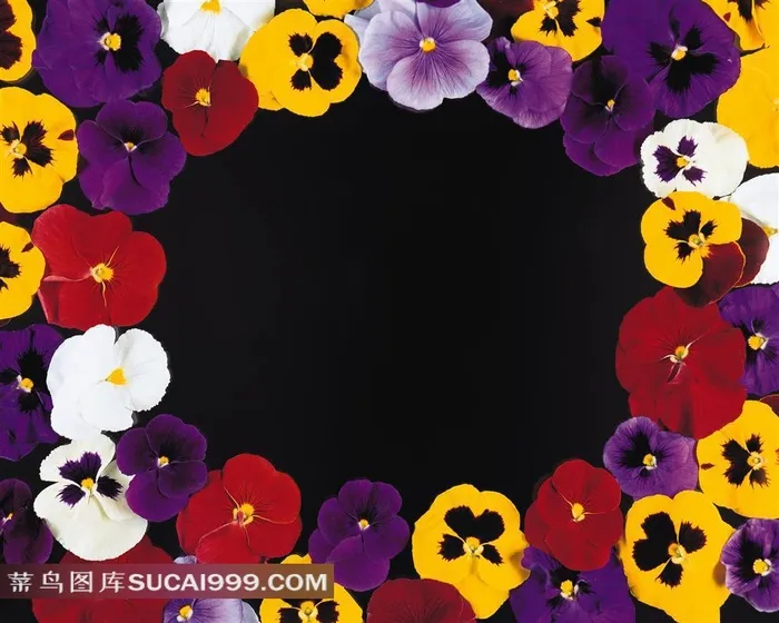 黄色白色紫色红色鲜花组成的鲜花花边边框