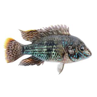 鱼类(15)海鲜超市商品红酒白底图免抠实物摄影png格式图片透明底