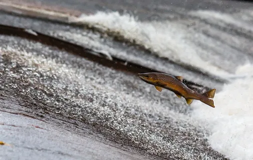 海中跳跃的三文鱼图片 海中跳跃的三文鱼图片