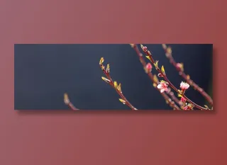 春天萌发出新芽的树枝摄影高清图片