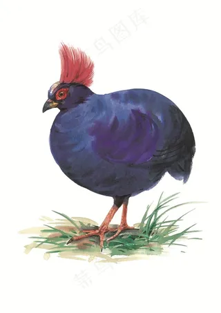 漂亮的鸟彩绘插画素材