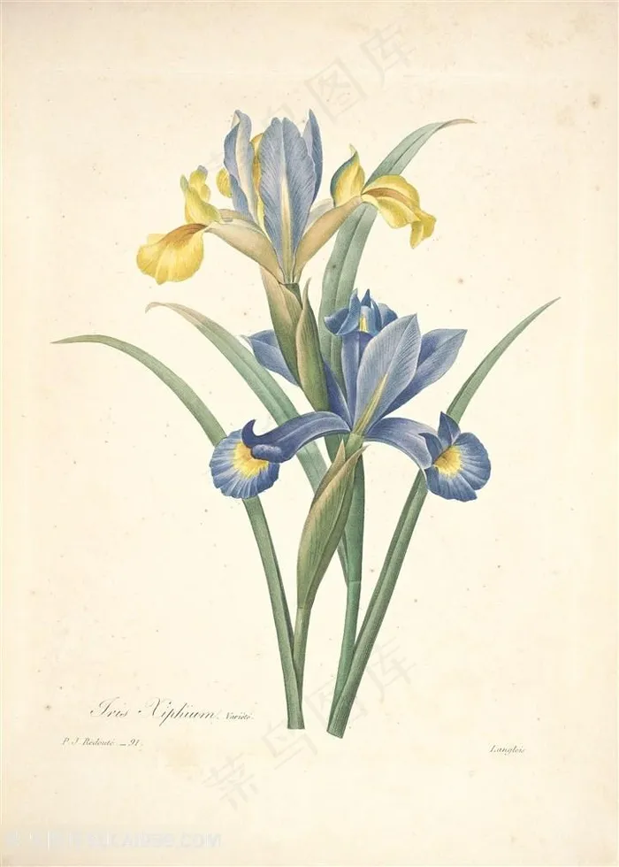 雷杜德唯美淡雅鸢尾植物手绘插画图片手绘插画